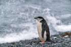 Antarctica, South Shetland Islands, Half Moon Island. Chinstrap penguin in falling snow. Art Print